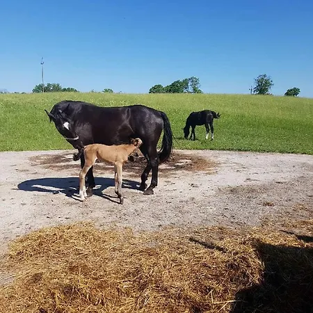 Ranczo U Nikodema شقة