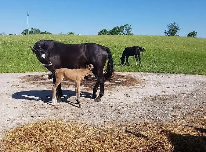 Ranczo U Nikodema Apartamento