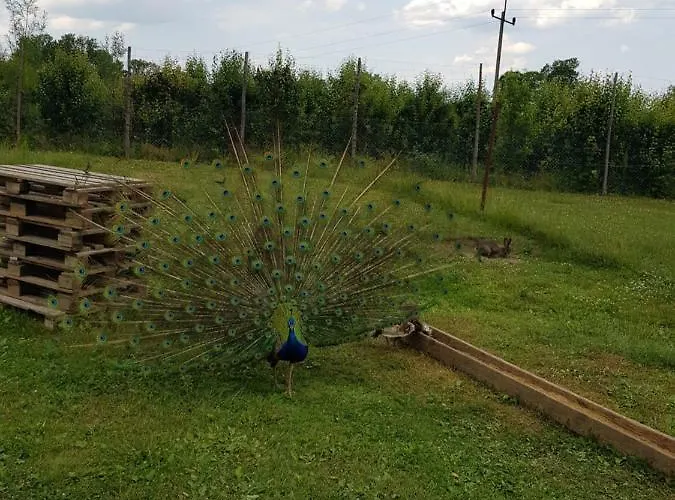 Apartamento Ranczo U Nikodema