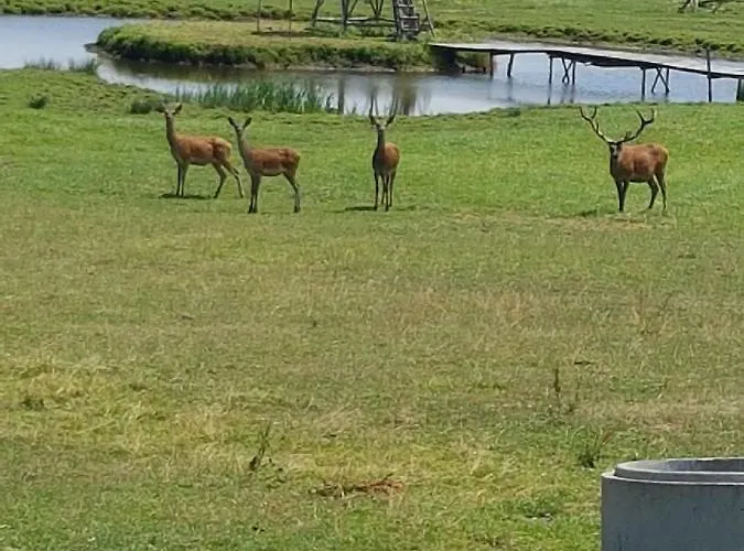 Ranczo U Nikodema * Silice